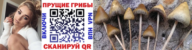 Галлюциногенные грибы Psilocybine cubensis  Южно-Сахалинск 